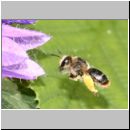 Melitta haemorrhoidalis - Glockenblumen-Saegehornbiene 01.jpg